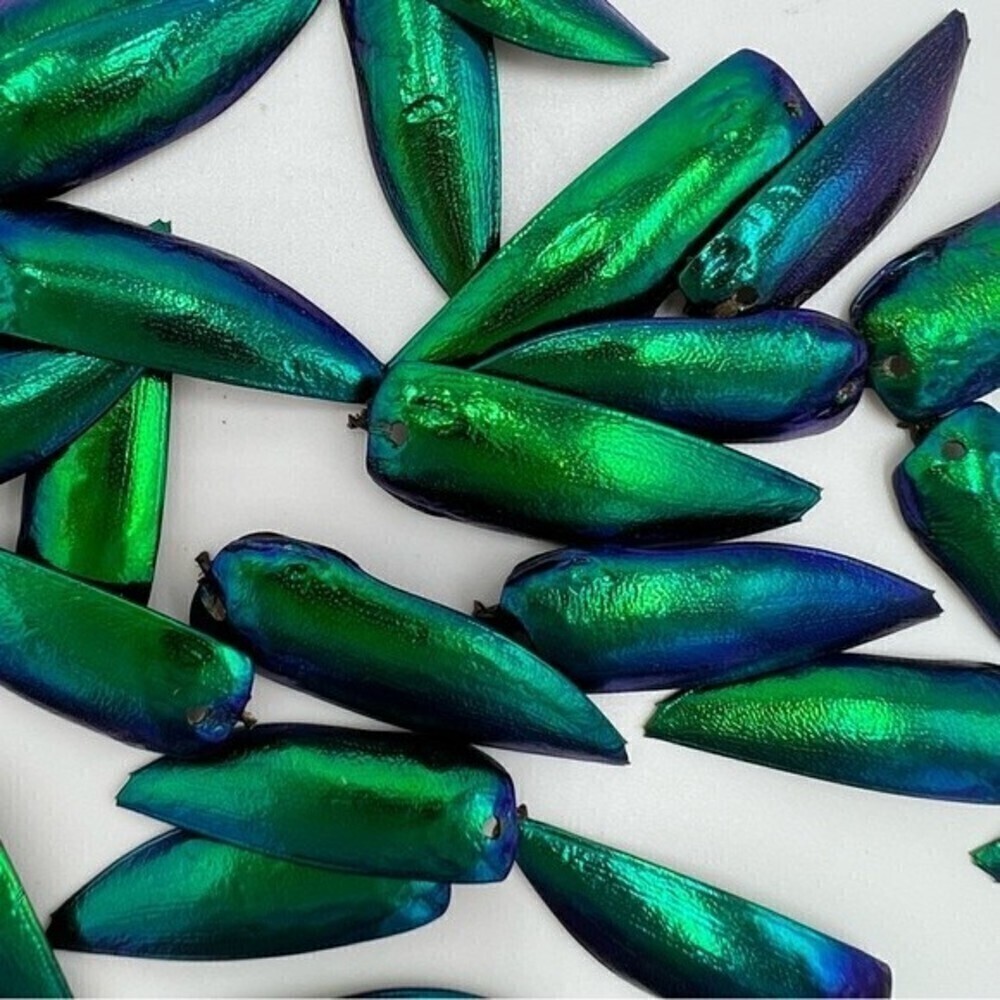 Jewel beetle wings drilled for jewelry making - Picture 2 of 8